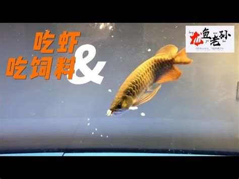 龍魚飼料推薦|龍魚養殖：13種飼養技巧建議